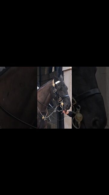 Holding the Reins #horseguardsparade