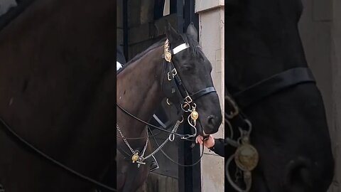 Holding the Reins #horseguardsparade