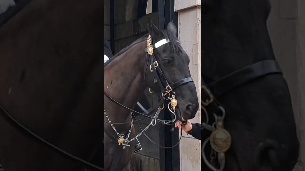 Holding the Reins #horseguardsparade