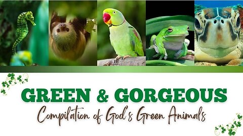 Spectacular Green Animals 🦎🐍🐢 A Video Compilation of God's Emerald Beauties