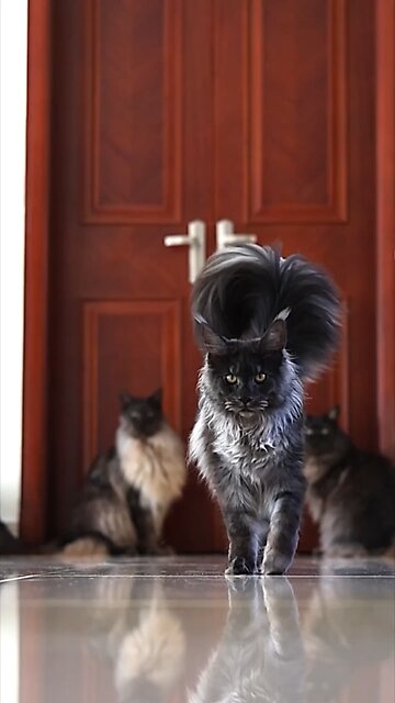 Superstar cat walking