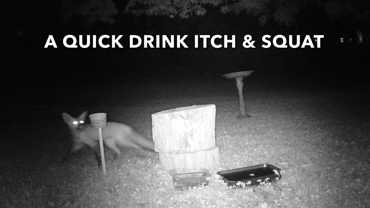 A Quick Drink Itch & Squat