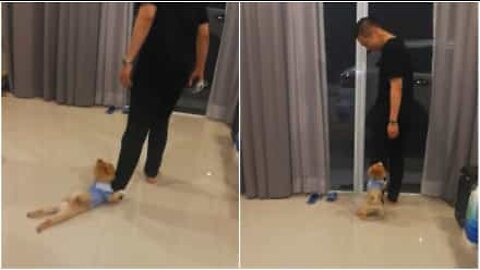 新しい友達と離れたくない可愛い犬