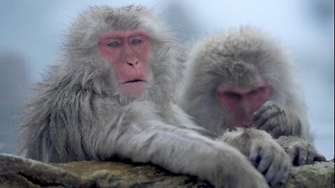 Nagano Japanese Snow Monkey