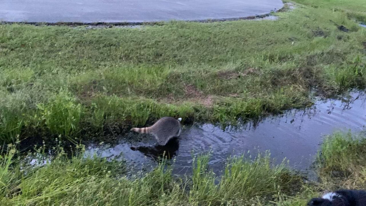 Playing in the ditches