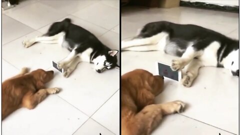 Dog helping his lazy friend to watch cartoon.