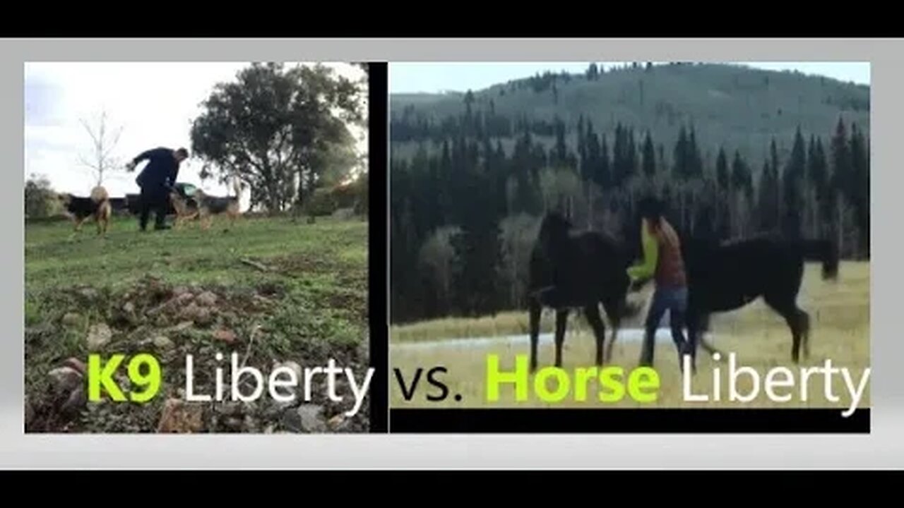 Dogs FUN Liberty Training vs. Horse | Happy K9 D.I.Y in 4D