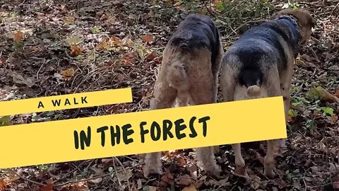 A Walk in the Forest With the Dogs