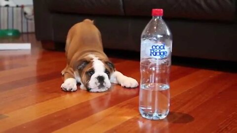 Cute Dog Playing with Bottle