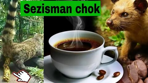 Gadé Yon Sezisman kaka tibet sa yo fè café pou Moun n bwè... Li geri Anpil maladi