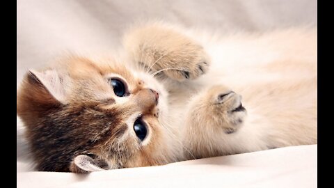 Cat Training Secrets