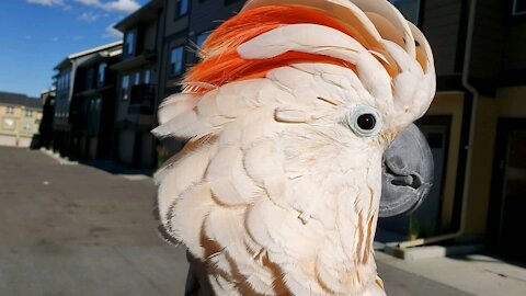 Excited Cockatoo talks and displays crest