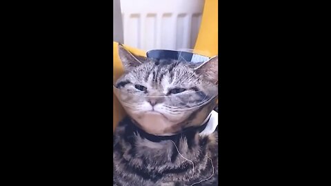 Funny Cat Videos 07 - You will Laugh So Hard 🤣