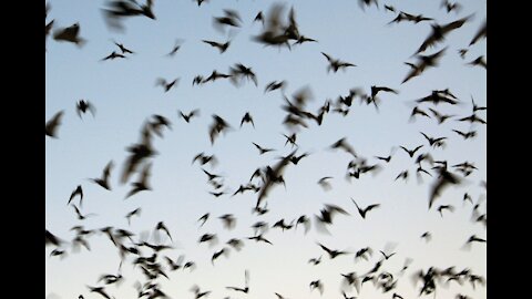 Bat colony in Oak Forest - Houston Texas