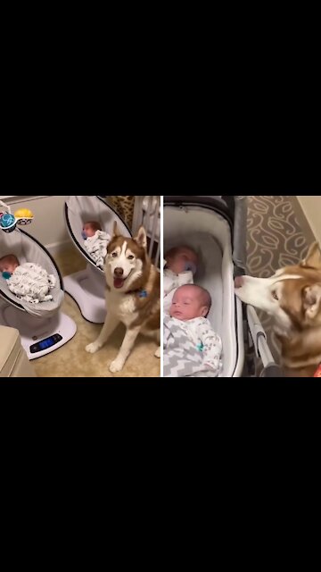 Husky Finally Meets Twin Babies After 55 Days In The Nicu