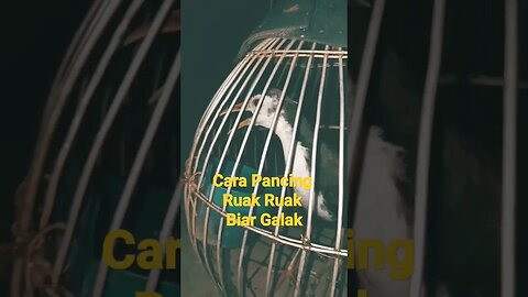 Cara Pancing Ruak Ruak Biar Galak