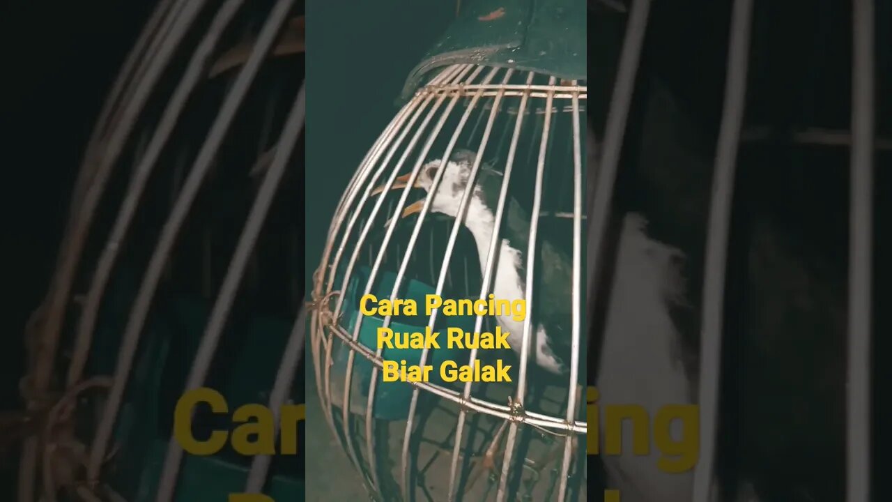 Cara Pancing Ruak Ruak Biar Galak