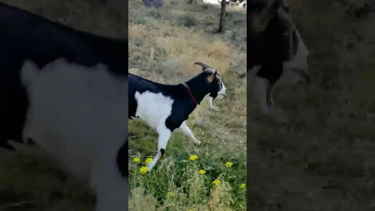 #goats #shorts