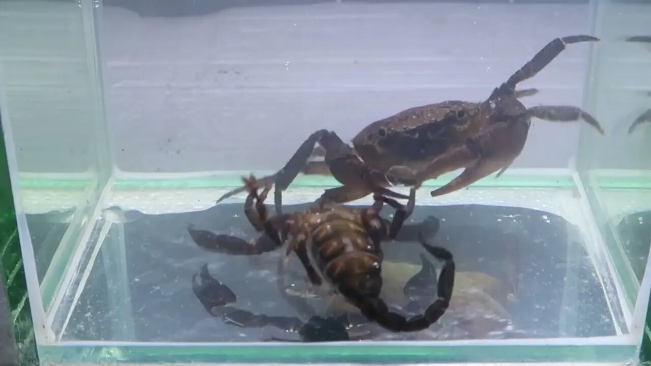 Crab vs Scorpion Underwater - Caranguejo vs Escorpião-20