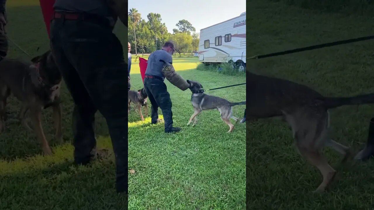 Building up two young male Malinois. #malinoislovers