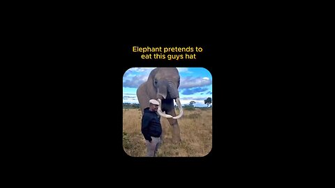 Elephant Tries on a Hat: A Comical Mishap"