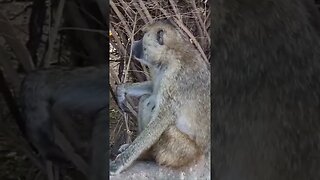 monkey relaxing #relaxing #lions #nature #travel #wildlife #viral #animals #love #cat#short