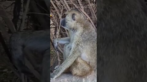 monkey relaxing #relaxing #lions #nature #travel #wildlife #viral #animals #love #cat#short