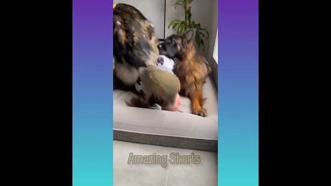 Amazing Cute Dogs... #short #shorts #shortvideo