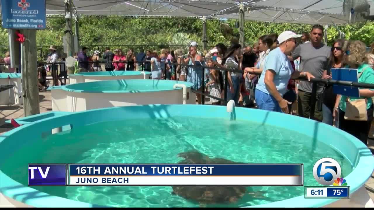 16th annual Turtlefest held in Juno Beach