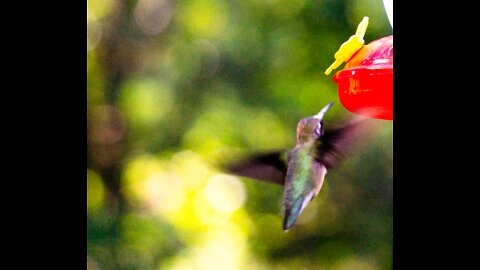 Hummingbird at feeder in NC Foothills