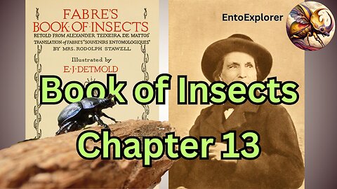 Life of a Sisyphus Beetle - Book of Insects Chapter 13 by Jean-Henri Fabre