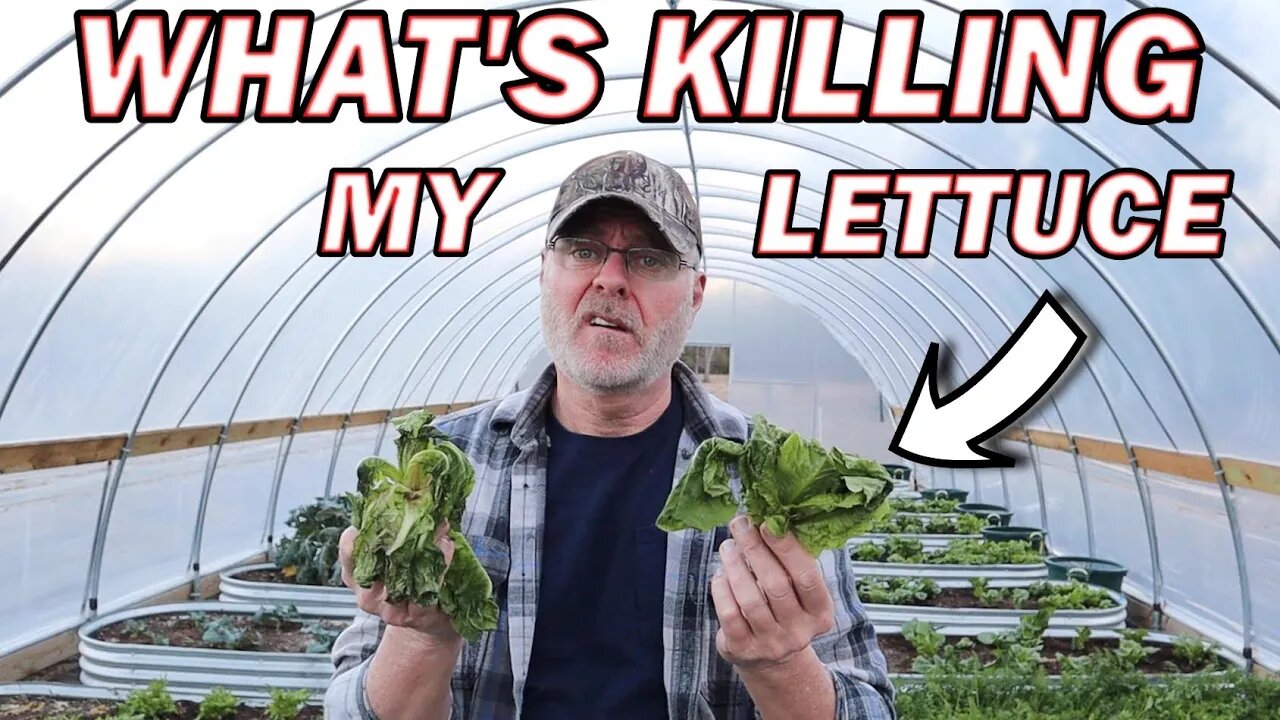 What's attacking my lettuce