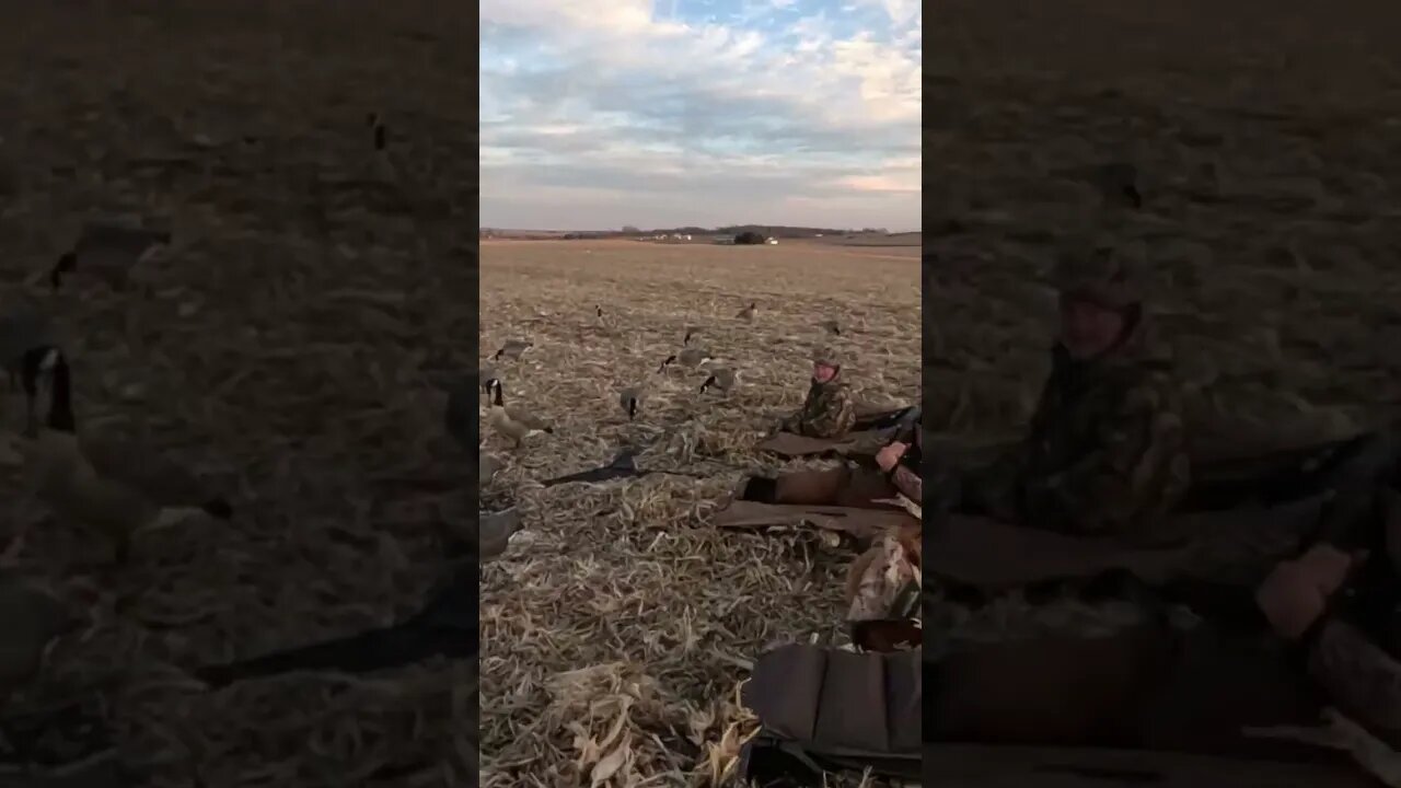 Golden Retriever Retrieving A Drake Mallard 🦆