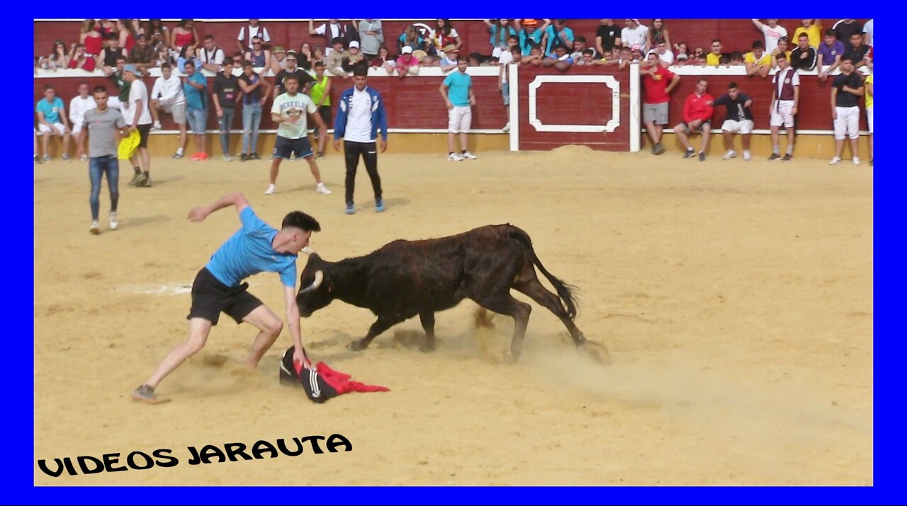 SORIA ( VAQUILLAS EN LA PLAZA DESPUES DE LA SACA ) JUEVES 30 JULIO 2022 ( CAMPO BRAVO ALCARREÑO )