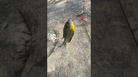 4th fish of the day! Bluegill! #fishing #outdoors #bluegill