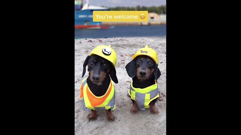 Cute Black Dogs Saving The World ( Funny video )