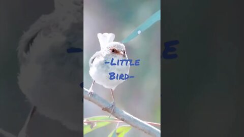 Little Bird