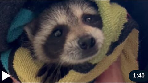 Baby Raccoon's First Bath