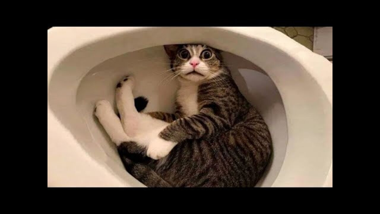 3 min of Funny Cats Compilation #2_Best ever_ most funny 2022.