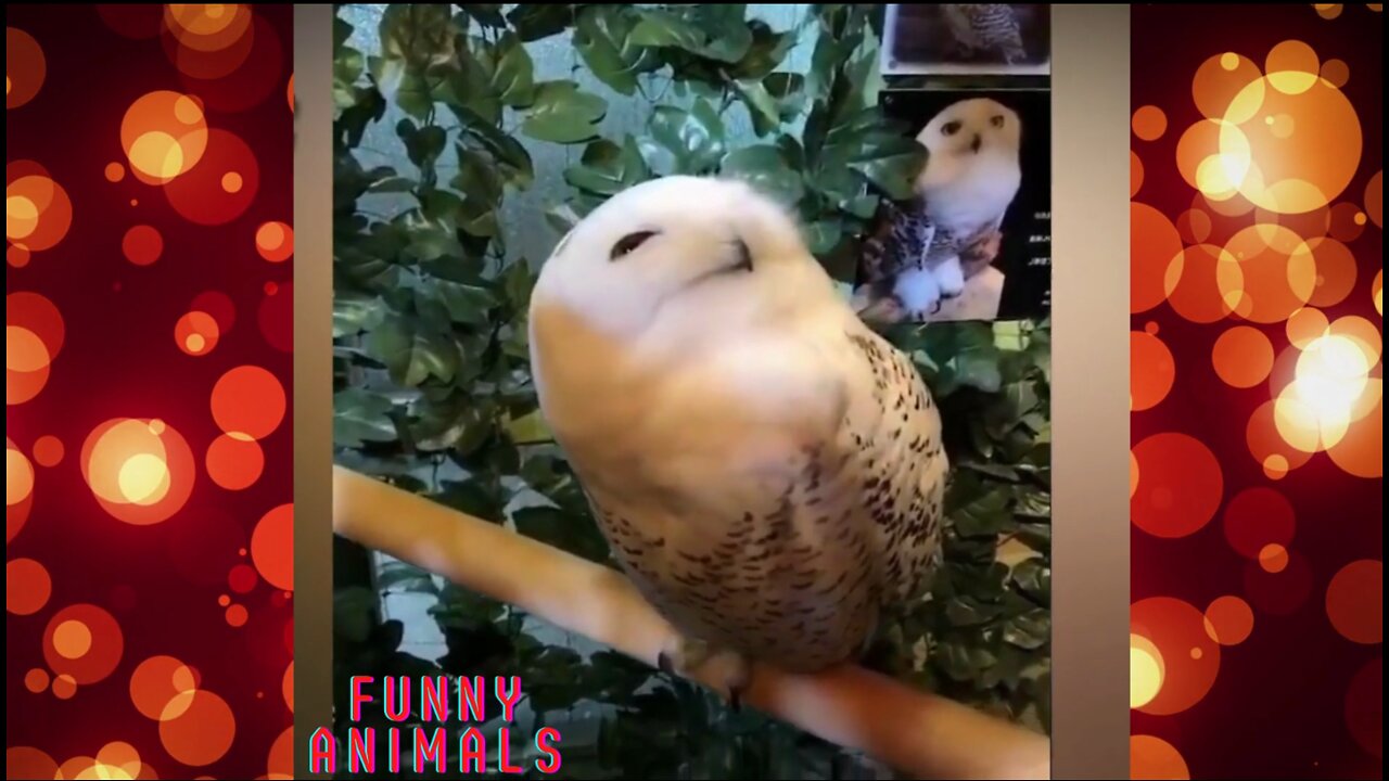 FUNNY ANIMALS 3