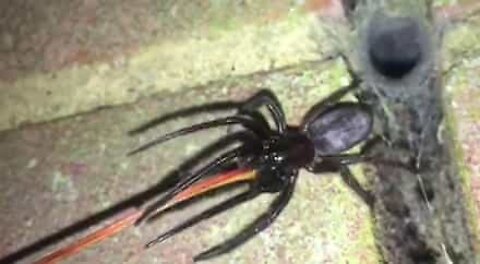 Des centaines d'araignées venimeuses envahissent une maison anglaise