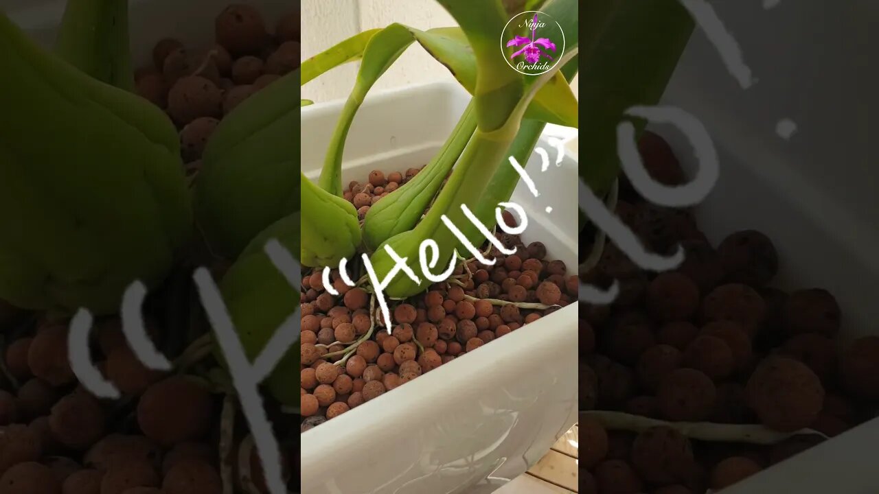 πͺ΄π§π₯΄DON'T Cut Corners ππΌββοΈπ«£π€ͺ Panarica prismartocarpa spike 'Over There!' #ninjaorchids #shorts