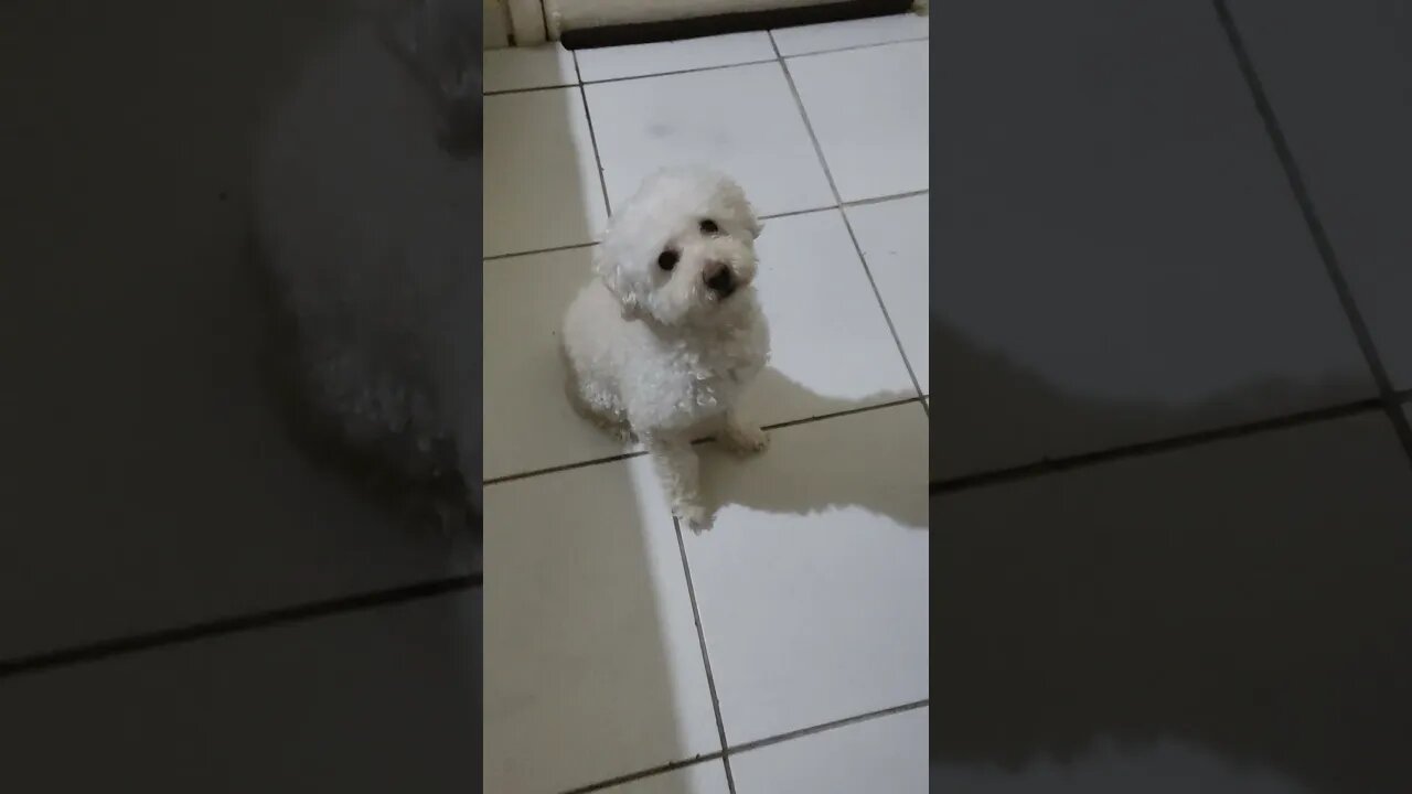 InteligĂȘncia Pet #shorts