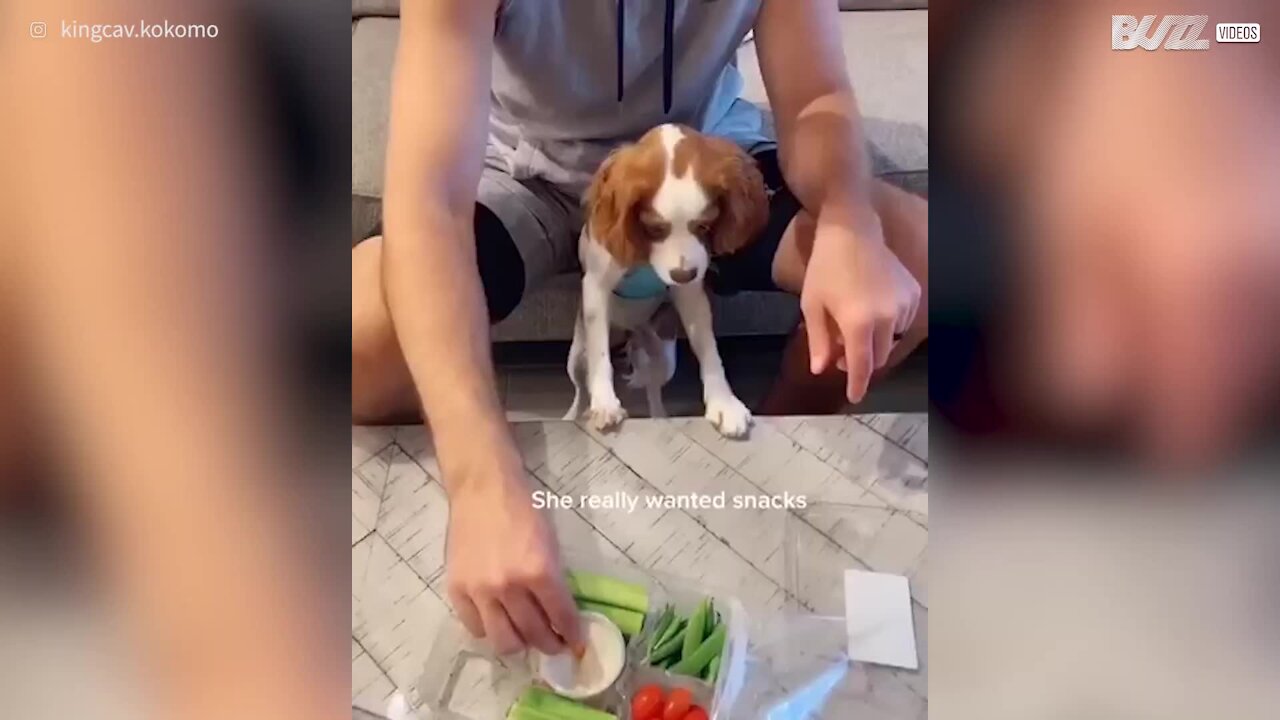 Ce chien fait les yeux doux pour avoir à manger