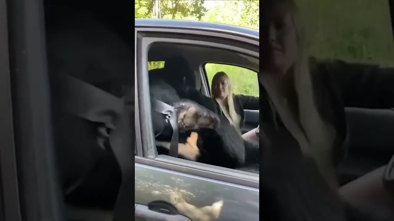 amigo urso #curiosidades #animais