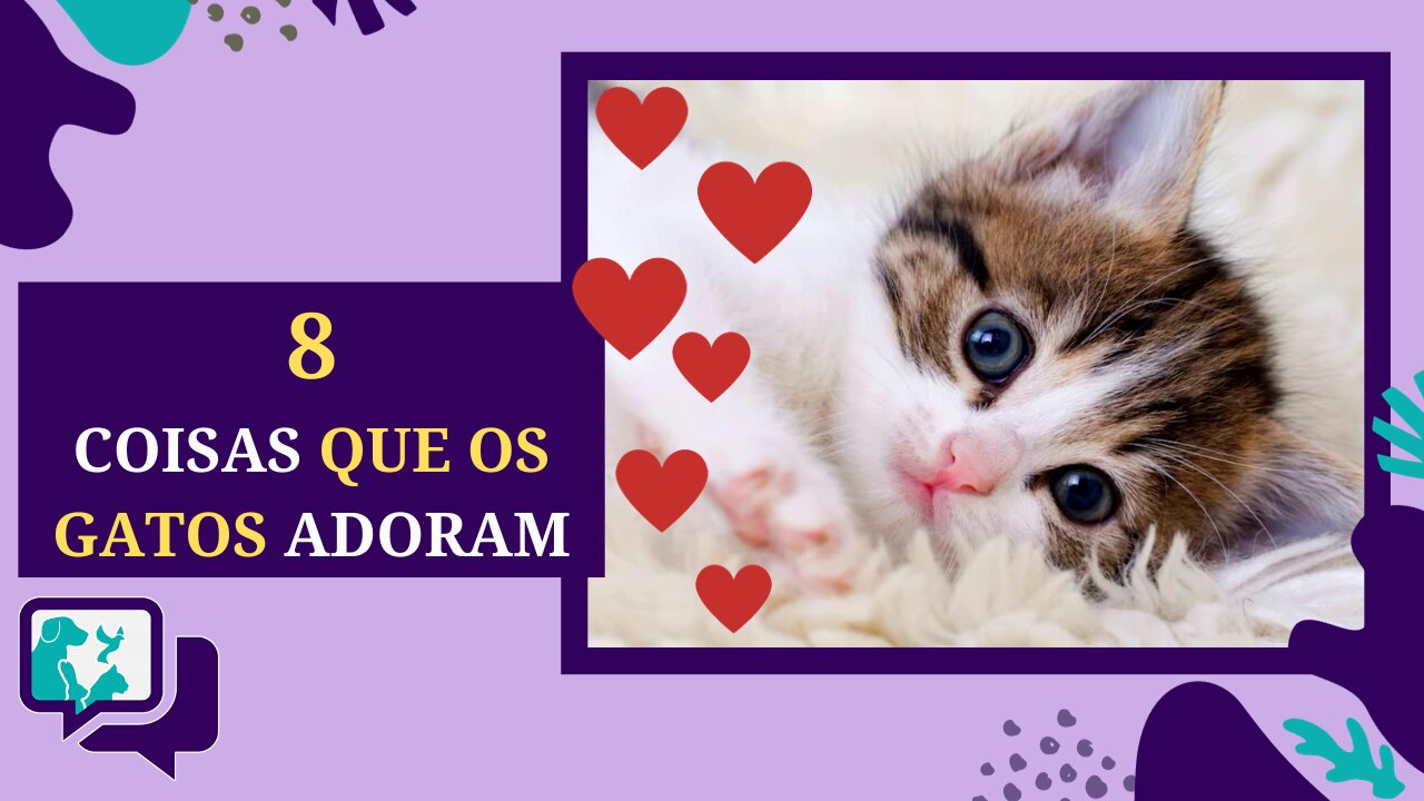 Descubra as 8 Coisas que seu Gato Adora para Deixá-lo Feliz e Saudável