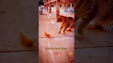 Cat And Rat Funny Compilation 2023 Fighting Animals Videos Animals Funny Videos #shorts #animals