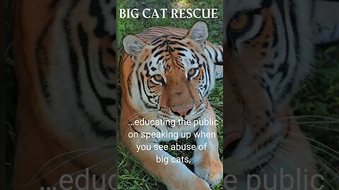 BIG CAT RESCUE~Saving Big Cats in the Wild! #bigcatrescue #cats #reels #catreels #conservation