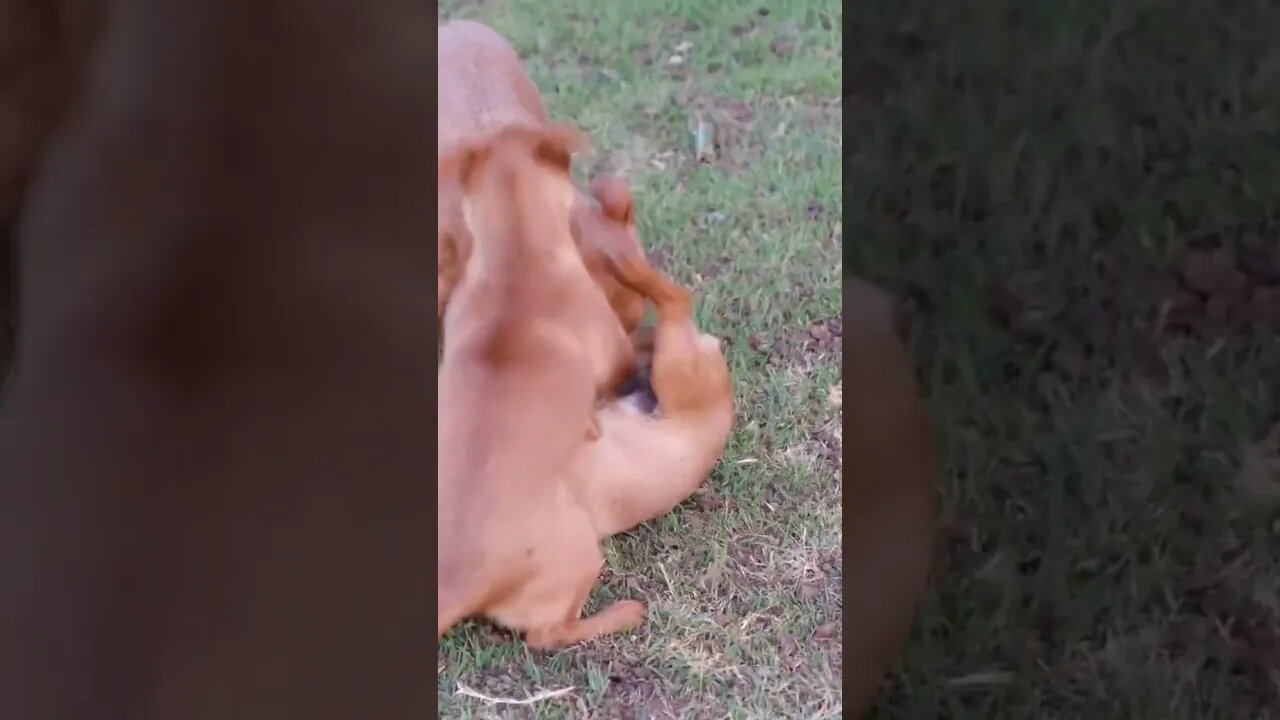 cute puppies play fighting🥰🥰🥰#cutepuppy#puppy#shorts