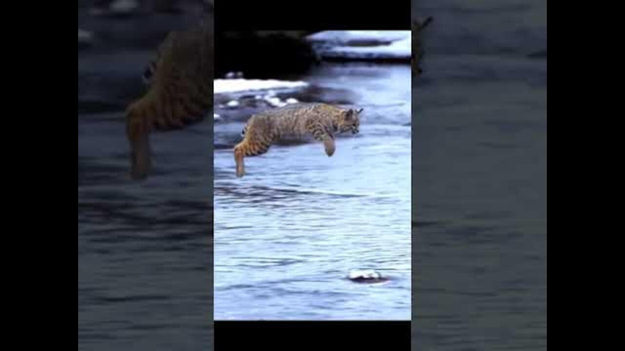 Tiger Pub Jump Viral Animals Video Clip Funny Animals